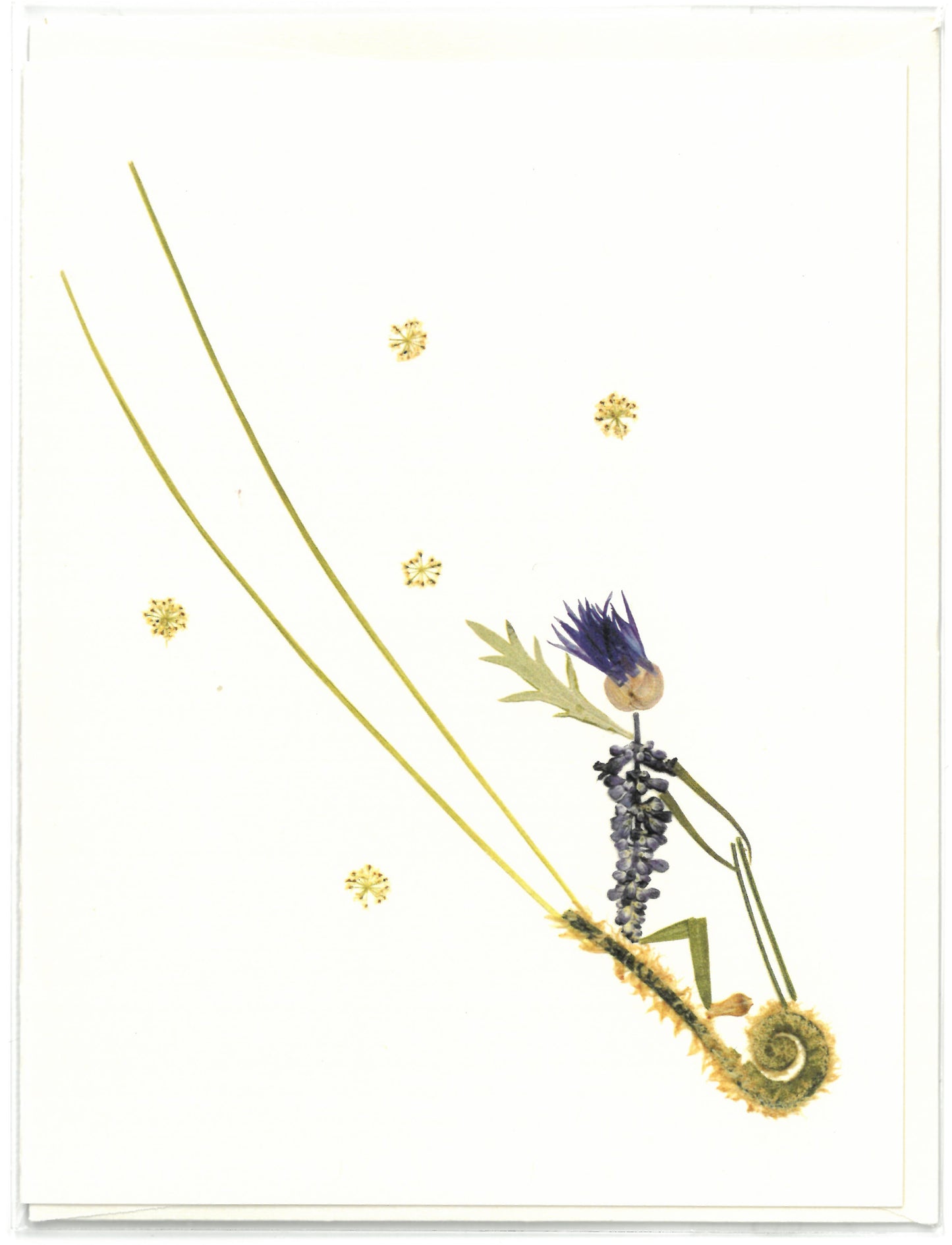 Toboggan Botanical Note Card